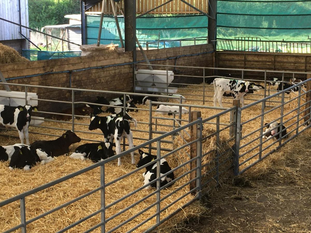 Folly Fields Farm * Yetminster