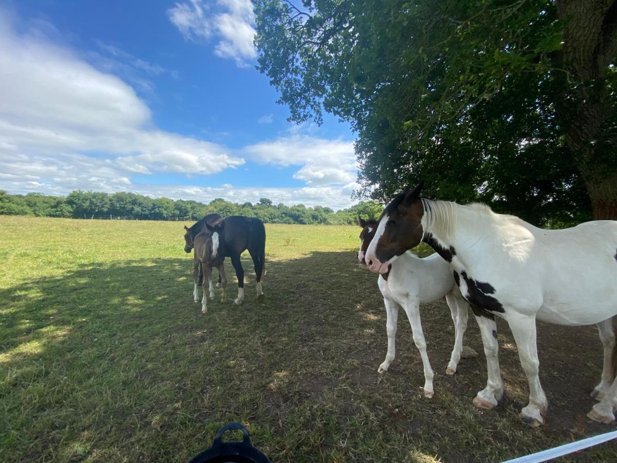 Folly Fields Farm *